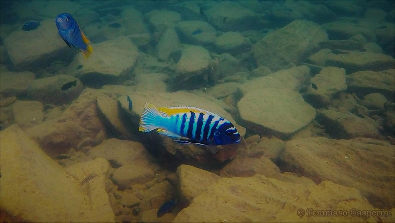 Maylandia pyrsonotos 'Nakantenga Island'